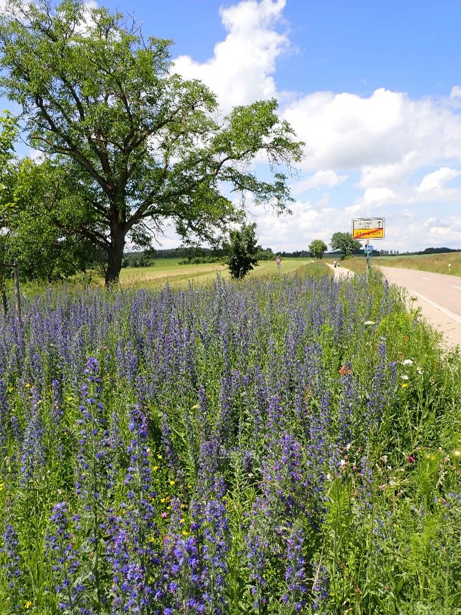 Wildbienen 1.jpg