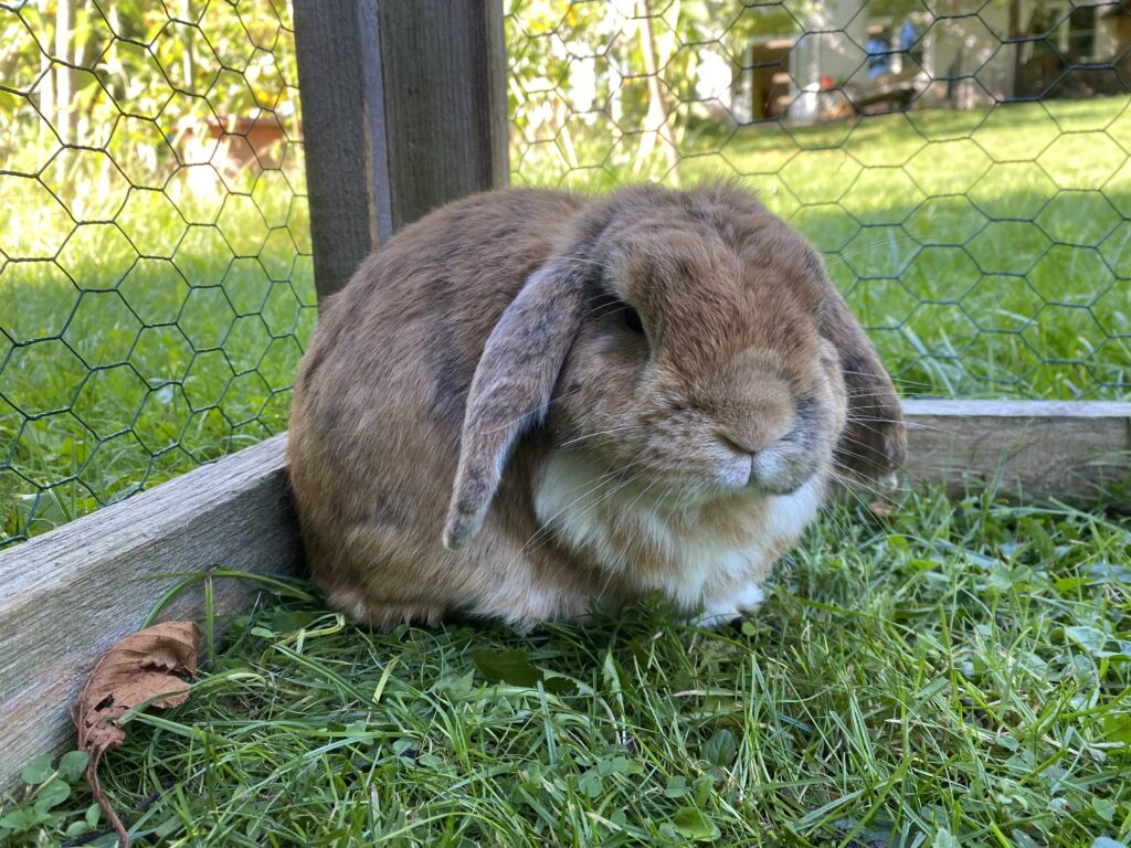 Rabbit in outdoor enclosure, sitting on grass.