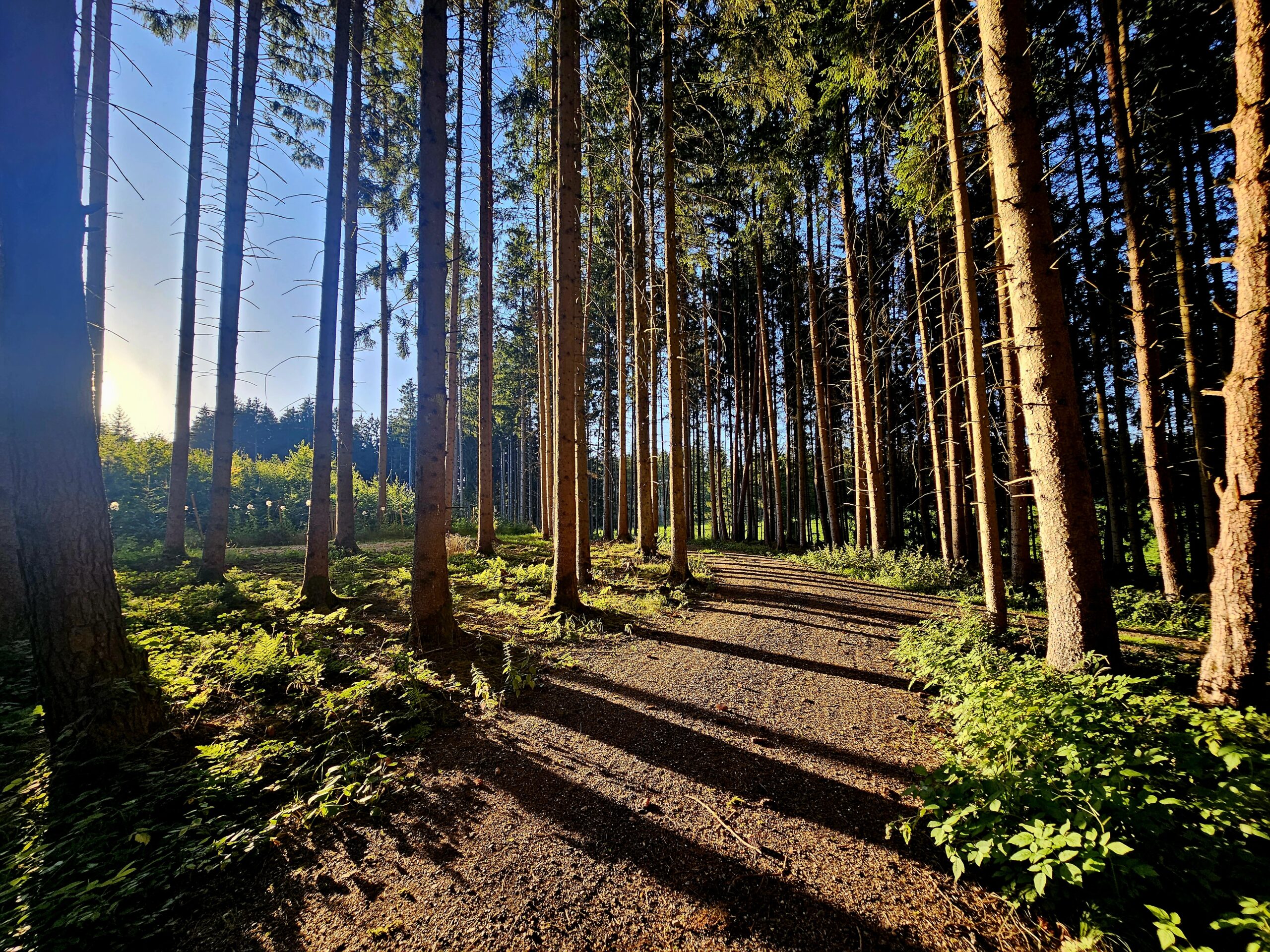 Waldweg Sperrholzweg durch Wald, Sonnenschein auf Pflanzen, Weg führt in den Binnen des Waldes.